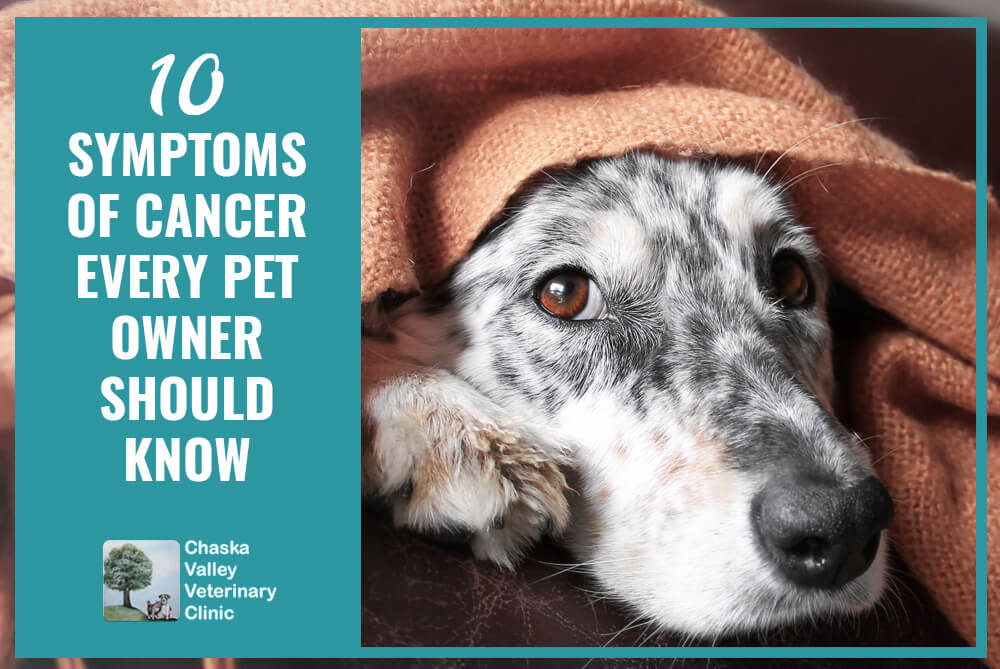 is pancreatic cancer in dogs painful