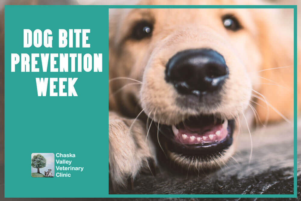 Dog bite prevention